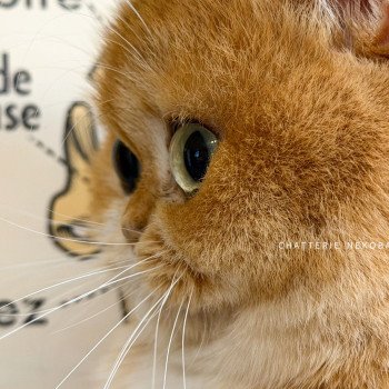 chat British Shorthair black golden shell Kiwi Chatterie Nekobaa