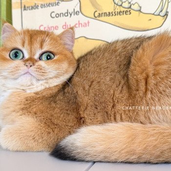 chat British Shorthair black golden shell Kiwi Chatterie Nekobaa