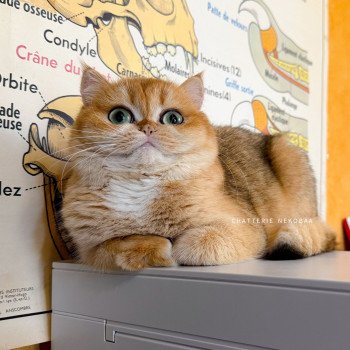 chat British Shorthair black golden shell Kiwi Chatterie Nekobaa