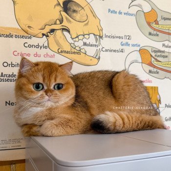 chat British Shorthair black golden shell Kiwi Chatterie Nekobaa