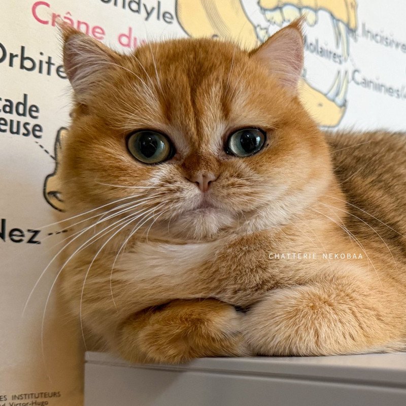 Kiwi Femelle British Shorthair