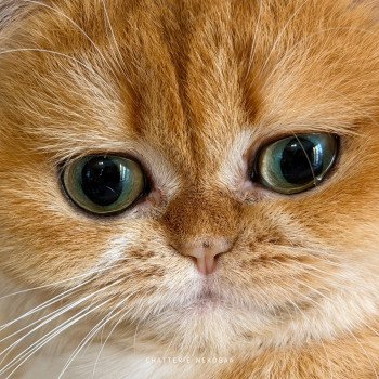 chat British Shorthair black golden shell Kiwi Chatterie Nekobaa