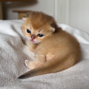 chaton British Shorthair black golden shaded Li Chatterie Nekobaa