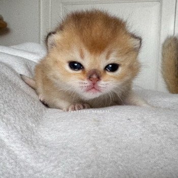 chaton British Shorthair black golden shaded Li Chatterie Nekobaa