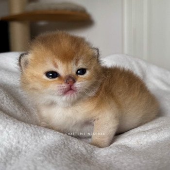 chaton British Shorthair black golden shaded Li Chatterie Nekobaa