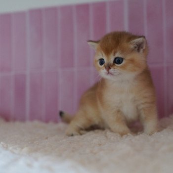 chaton British Shorthair black golden shaded Li Chatterie Nekobaa