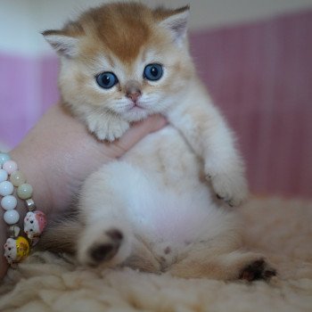 chaton British Shorthair black golden shaded Li Chatterie Nekobaa