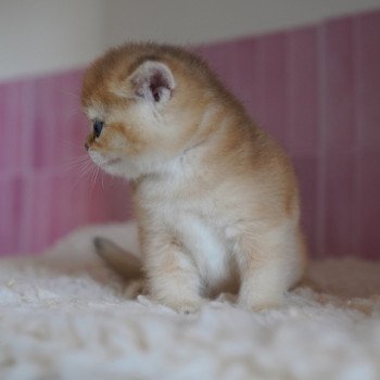 chaton British Shorthair black golden shaded Li Chatterie Nekobaa