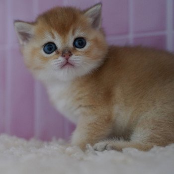 chaton British Shorthair black golden shaded Li Chatterie Nekobaa