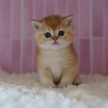 chaton British Shorthair black golden shaded Li Chatterie Nekobaa