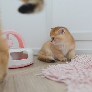 chaton British Shorthair Li Chatterie Nekobaa