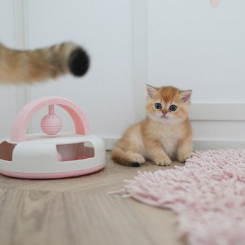 chaton British Shorthair Li Chatterie Nekobaa