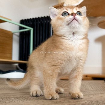 chaton British Shorthair black golden shaded Li Chatterie Nekobaa