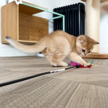 chaton British Shorthair black golden shaded Li Chatterie Nekobaa