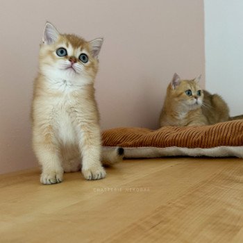 chaton British Shorthair black golden shaded Li Chatterie Nekobaa