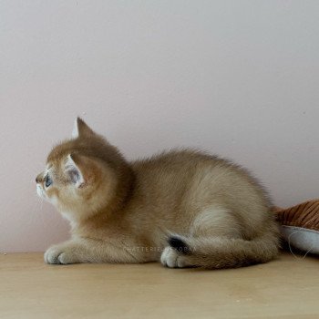chaton British Shorthair black golden shaded Li Chatterie Nekobaa