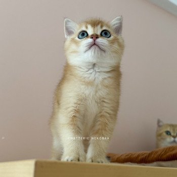chaton British Shorthair black golden shaded Li Chatterie Nekobaa