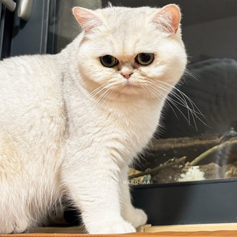 Lilychan Femelle British Shorthair