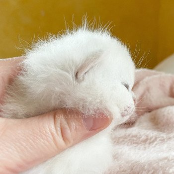 chaton British Shorthair black golden shaded Lilychan Chatterie Nekobaa