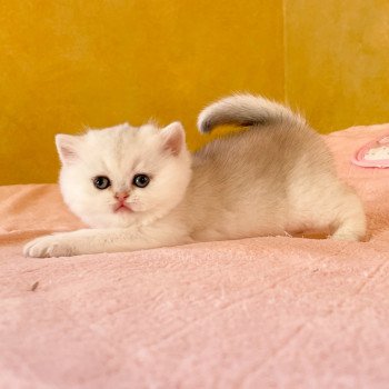 chaton British Shorthair black golden shaded Lilychan Chatterie Nekobaa