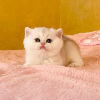 chaton British Shorthair black golden shaded Lilychan Chatterie Nekobaa