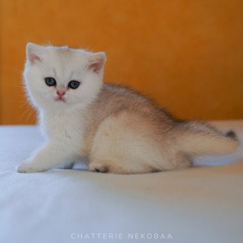 chaton British Shorthair black golden shaded Lilychan Chatterie Nekobaa