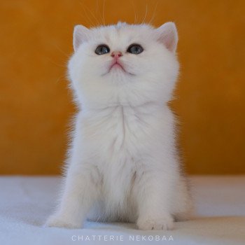 chaton British Shorthair black golden shaded Lilychan Chatterie Nekobaa