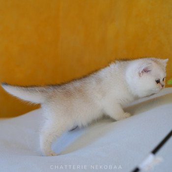 chaton British Shorthair black golden shaded Lilychan Chatterie Nekobaa