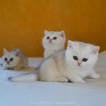 chaton British Shorthair black golden shaded Lilychan Chatterie Nekobaa