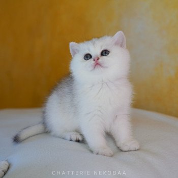 chaton British Shorthair black golden shaded Lilychan Chatterie Nekobaa