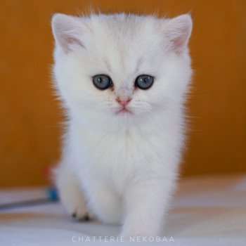 chaton British Shorthair black golden shaded Lilychan Chatterie Nekobaa