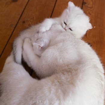 chaton British Shorthair black golden shaded Lilychan Chatterie Nekobaa