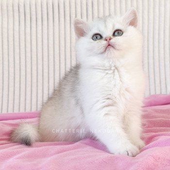 chat British Shorthair sunshine Lilychan Chatterie Nekobaa