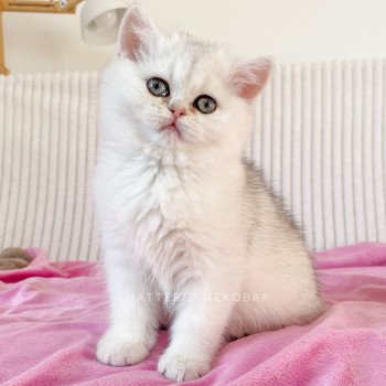 chat British Shorthair sunshine Lilychan Chatterie Nekobaa