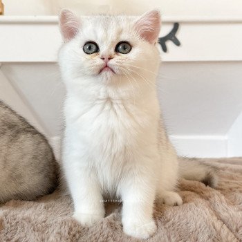 chat British Shorthair sunshine Tendre Lilychan Chatterie Nekobaa