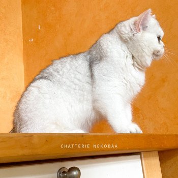 chat British Shorthair sunshine Lilychan Chatterie Nekobaa