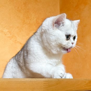 chat British Shorthair sunshine Lilychan Chatterie Nekobaa