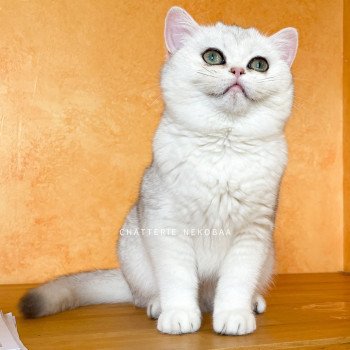 chat British Shorthair sunshine Lilychan Chatterie Nekobaa