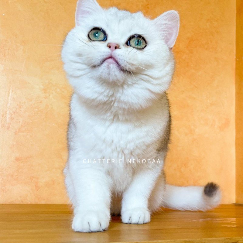 Lilychan Femelle British Shorthair