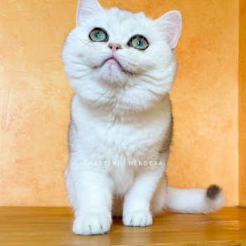 chat British Shorthair sunshine Lilychan Chatterie Nekobaa