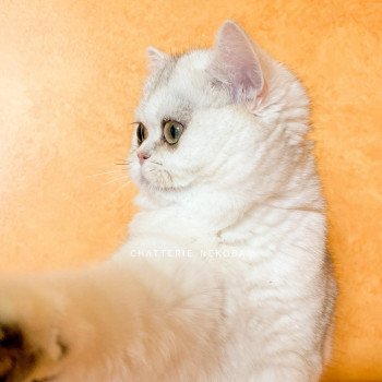 chat British Shorthair sunshine Lilychan Chatterie Nekobaa