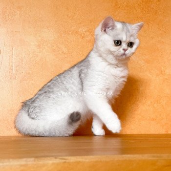 chat British Shorthair sunshine Lilychan Chatterie Nekobaa