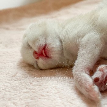 chaton British Shorthair blue golden shaded Loki Chatterie Nekobaa