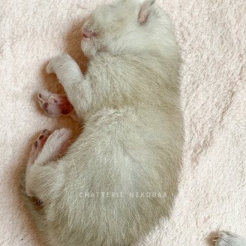 chaton British Shorthair blue golden shaded Loki Chatterie Nekobaa