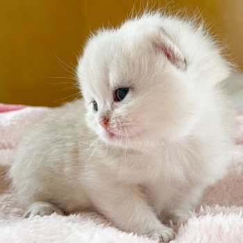 chaton British Shorthair blue golden shaded Loki Chatterie Nekobaa