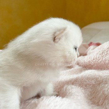 chaton British Shorthair blue golden shaded Loki Chatterie Nekobaa