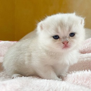 chaton British Shorthair blue golden shaded Loki Chatterie Nekobaa