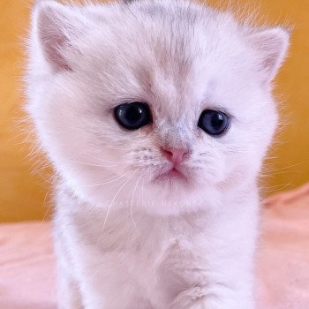 chaton British Shorthair blue golden shell Loki Chatterie Nekobaa