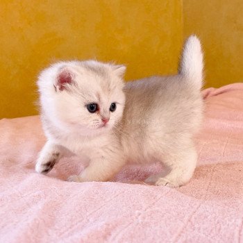 chaton British Shorthair blue golden shell Loki Chatterie Nekobaa