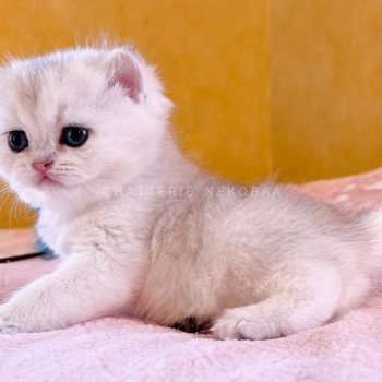 chaton British Shorthair blue golden shell Loki Chatterie Nekobaa